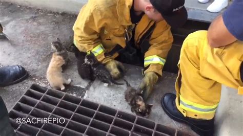 Sacramento Fire Crew Rescues Eight Kittens From Storm Drain Abc7 Los Angeles