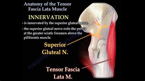 Anatomy Of The Tensor Fascia Lata Muscle Everything You