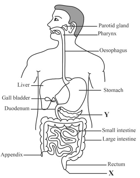 Draw A Labelled Diagram Of The Human Digestive System List Out The Parts Where Peristalsis Takes