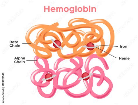 Structure Of The Haemoglobin Hemoglobin Molecule Showing Alpha And