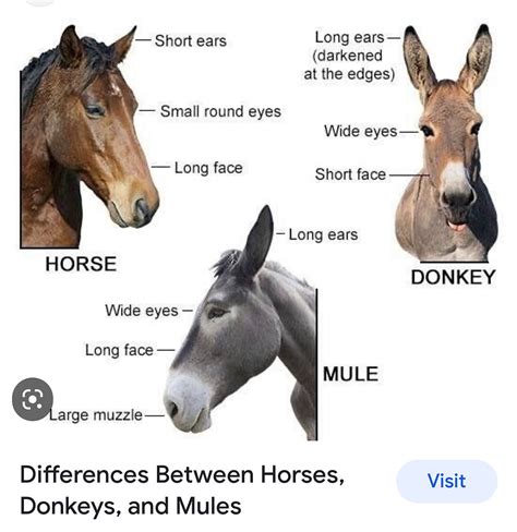 Differences Between A Donkey Mule And Ass