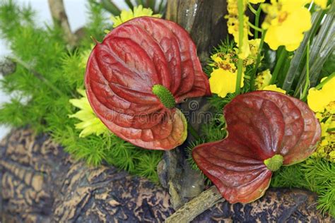 Red Anthurium Flowers Stock Photo Image Of Blossom Floral 35046176