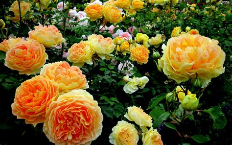 Roses Garden Yellow Beautiful Views Wallpapers 2560x1600