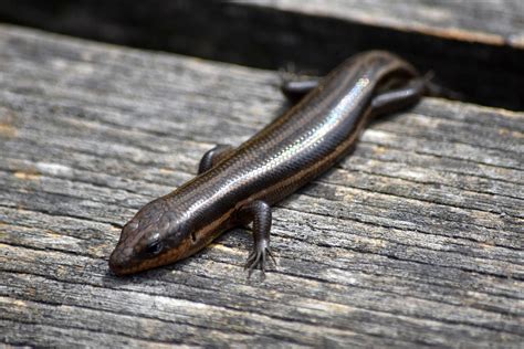 The Broadhead Skink One Of 3 Lizards Native To Pa Saw Him At