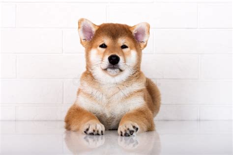 Adorable Red Shiba Inu Puppy Lying Down White Stock Photos Free