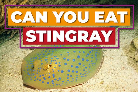 Can You Eat Stingray Exploring The Health Benefits And Risks Of Eating
