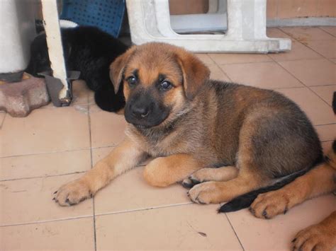 Bullmastiff German Shepherd Dog Puppies Sold 7 Years 1 Month