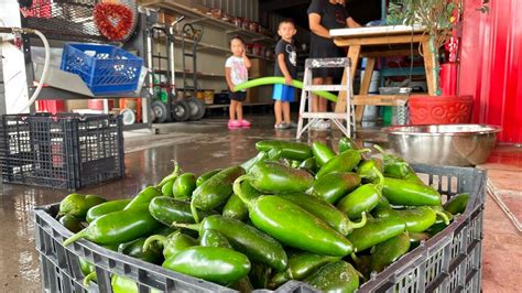 Chile Harvest Starts Early For Some New Mexico Farmers