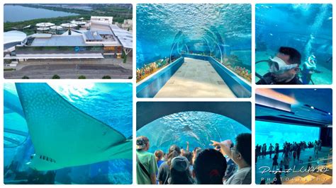 Everything You Need To Know Before Going To Cebu Ocean Park