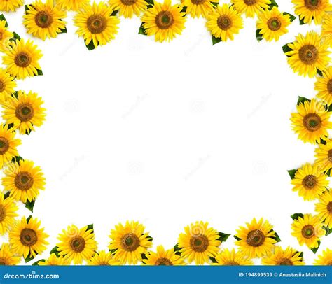 Flores De Girasol Con Hojas Sobre Blanco Un Fondo Con Espacio Para El