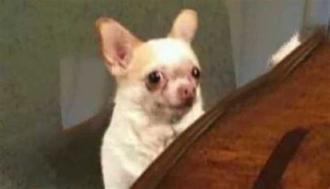 Dog Meme Face Chihuahua Meme Wall