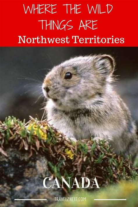 Northern Territories Animals Canada Travel Travel Fun Outdoors
