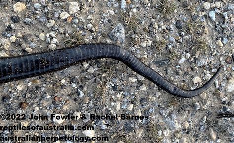Notechis Ater Niger Peninsula Black Tiger Snake