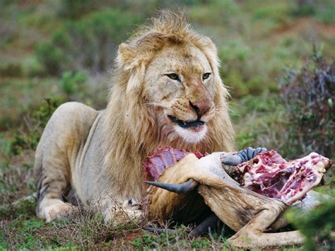 Latest update of 3000 egyptian pound (egp) exchange rate. Pounds of Flesh: How Much Can They Eat? Quiz | Britannica.com