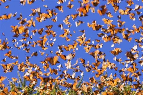 Monarch Butterfly Migration Amusing Planet