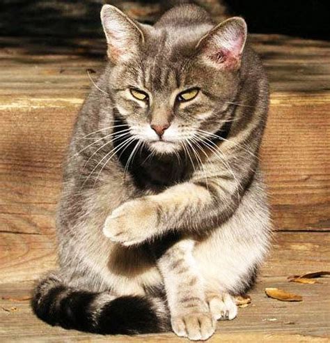 17 best Mean cat images on Pinterest | Ha ha, Funny pics and Funny stuff