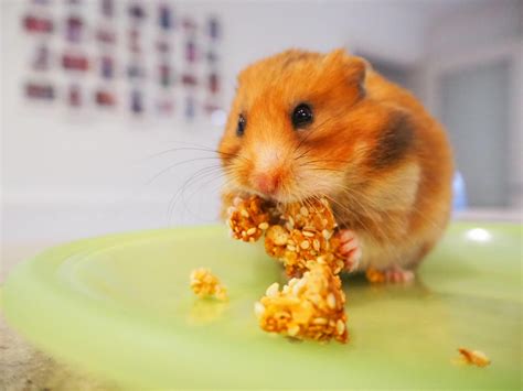 Homemade Hamster Treats The Omlet Blog