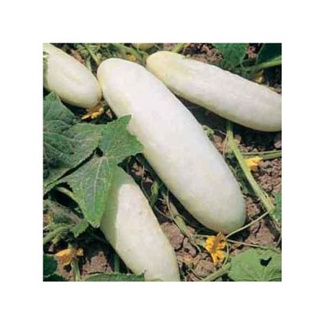 White Wonder Cucumber Organic Seeds