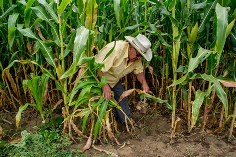 Milpa El Corazón De La Agricultura Mexicana Secretaría De