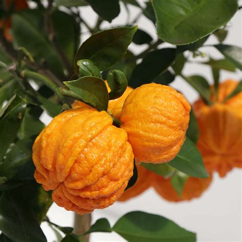 Oranger Corrugata Citrus Sinensis X Aurantium Oranges Originales
