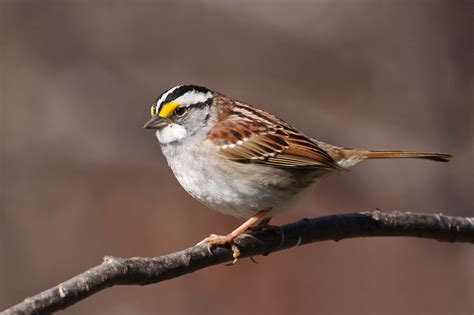 White Throated Sparrow Migration The Adirondack Almanack