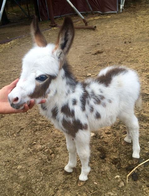 Buckshot A Beautiful Spotted Baby Miniature Donkey From Chapel Hill
