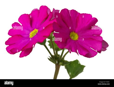 Pink Flower Background Hi Res Stock Photography And Images Alamy