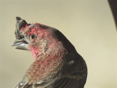 House Finch With Growth Above Beak Feederwatch