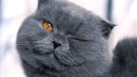 Wallpaper Black Monochrome Nose Whiskers Black Cat British