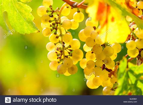 Backlight Shining Through Ripe Riesling Grapes On The Vine Stock Photo