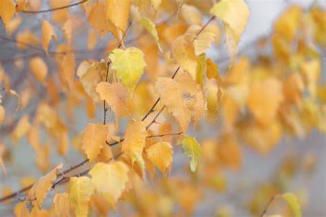 Autumn Trees With Yellowing Leaves Against The Sky Stock Photo Image