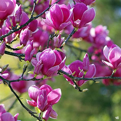 Black Tulip Magnolia Monrovia — Green Acres Nursery And Supply