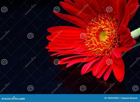 Blooming Red Flower Stock Photo Image Of Clean Background 100549382