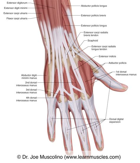 Muscles Of The Posterior Hand Superficial View Learn Muscles
