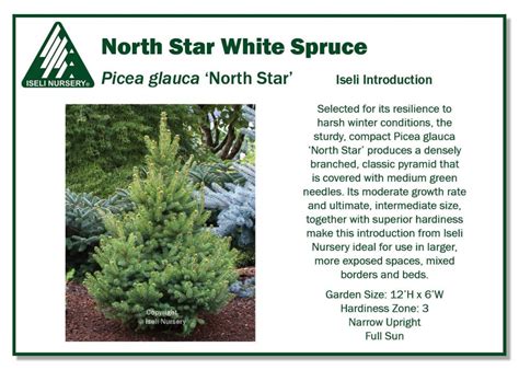 Picea Glauca ‘north Star Iseli Nursery