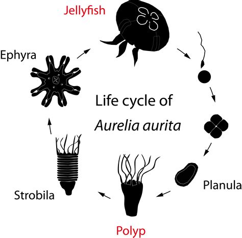 Explain The Jellyfish Life Cycle