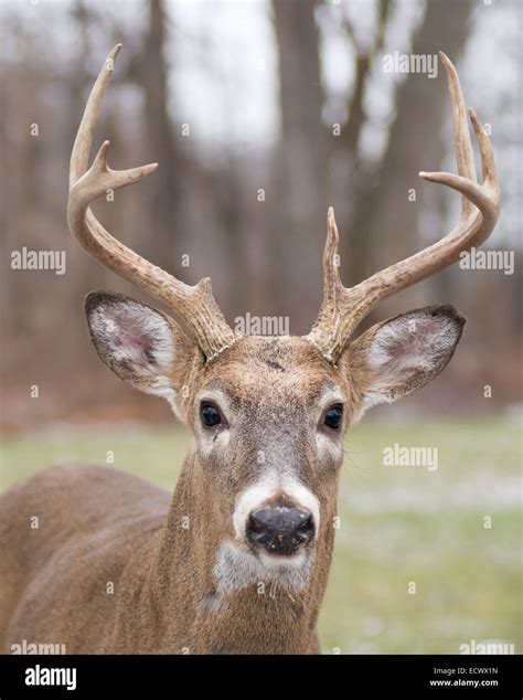 Whitetail Deer Buck Close Up Head Shot Stock Photo Royalty Free Image