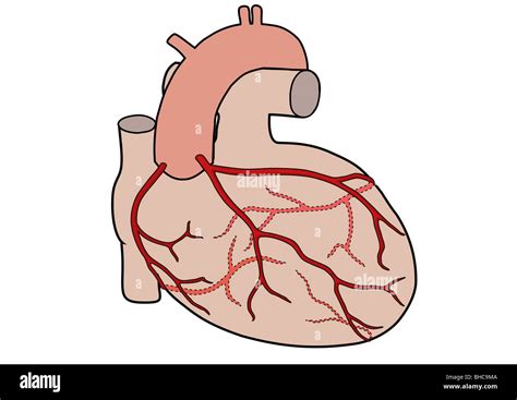 Diagram Of The Human Heart Showing The Coronary Arteries Stock Photo