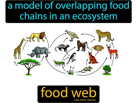 In an ecosystem, no food chain is independent. Food Web: A model of overlapping food chains in an ...