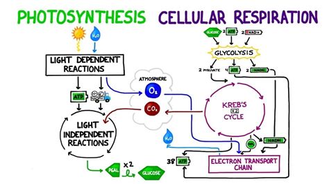 Photosynthesis And Cellular Respiration Study Guide Diagram Quizlet
