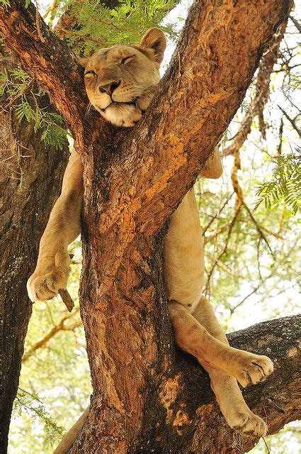 119 Best Images About Lion On Pinterest Baby Lions