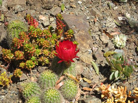 Show off your favorite photos and videos to the world, securely and privately show content to your friends and family, or blog the photos and videos you take with a cameraphone. A Wandering Botanist: Visiting Northern California: A ...