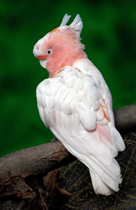 Pink Parrot Photograph By Dave Mills