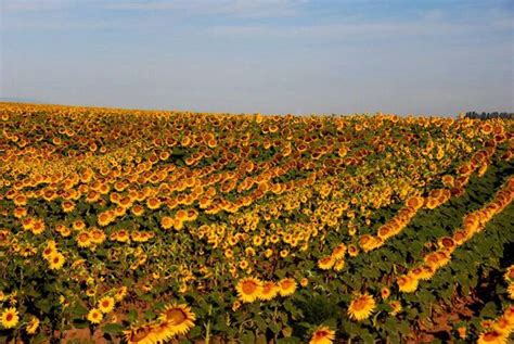 Sunflowers In A Field Moses Lake Wa Moses Lake Sunflower Fields
