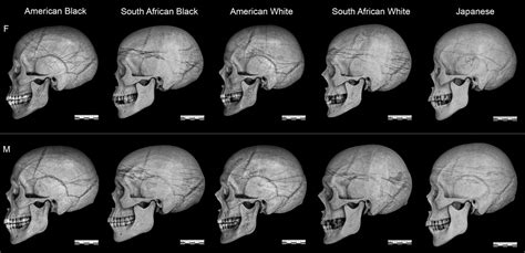 Photo Realistic Statistical Skull Morphotypes New Exemplars For