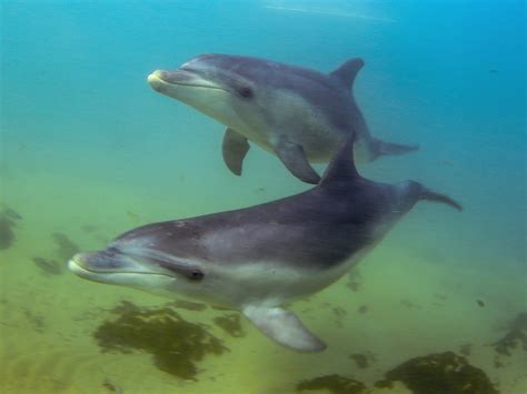 Three Hour Dolphin And Seal Swim Tour Mornington Peninsula Victoria