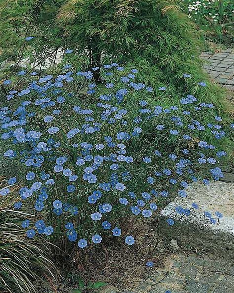 Saphyr Blue Flax Seeds Perennial Flower Seeds