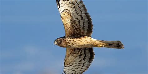 9 Types Of Hawks In Massachusetts Birds Of Prey
