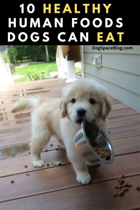 A Puppy Holding A Bowl With Food In Its Mouth And The Words 10