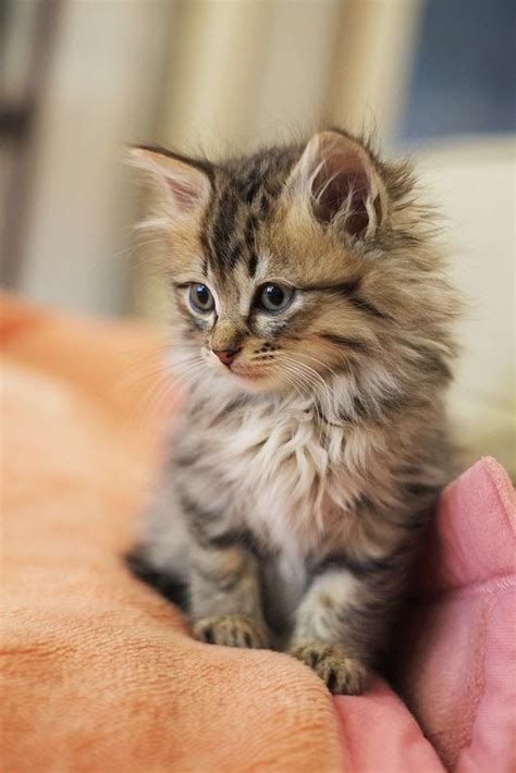 Etrends Top 5 Cute Kittens Kittens Cutest Cute Cats And Kittens
